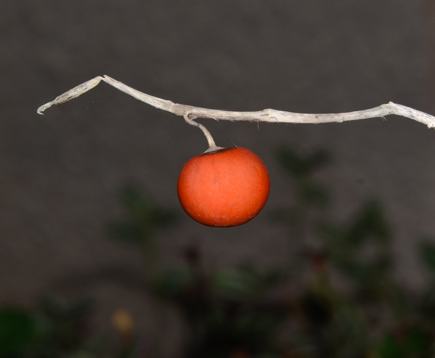 Image of familia Solanaceae specimen.