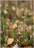 Lycopodium clavatum