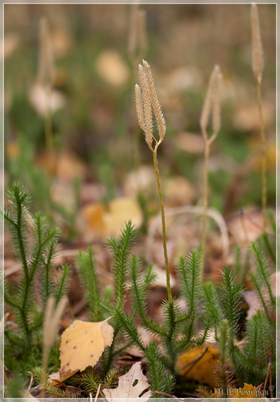 Image of Lycopodium clavatum specimen.