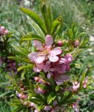 Amygdalus nana. Верхушка цветущей ветви. Краснодарский край, окр. г. Новороссийск, хр. Маркотх, открытый склон. 17 апреля 2014 г.