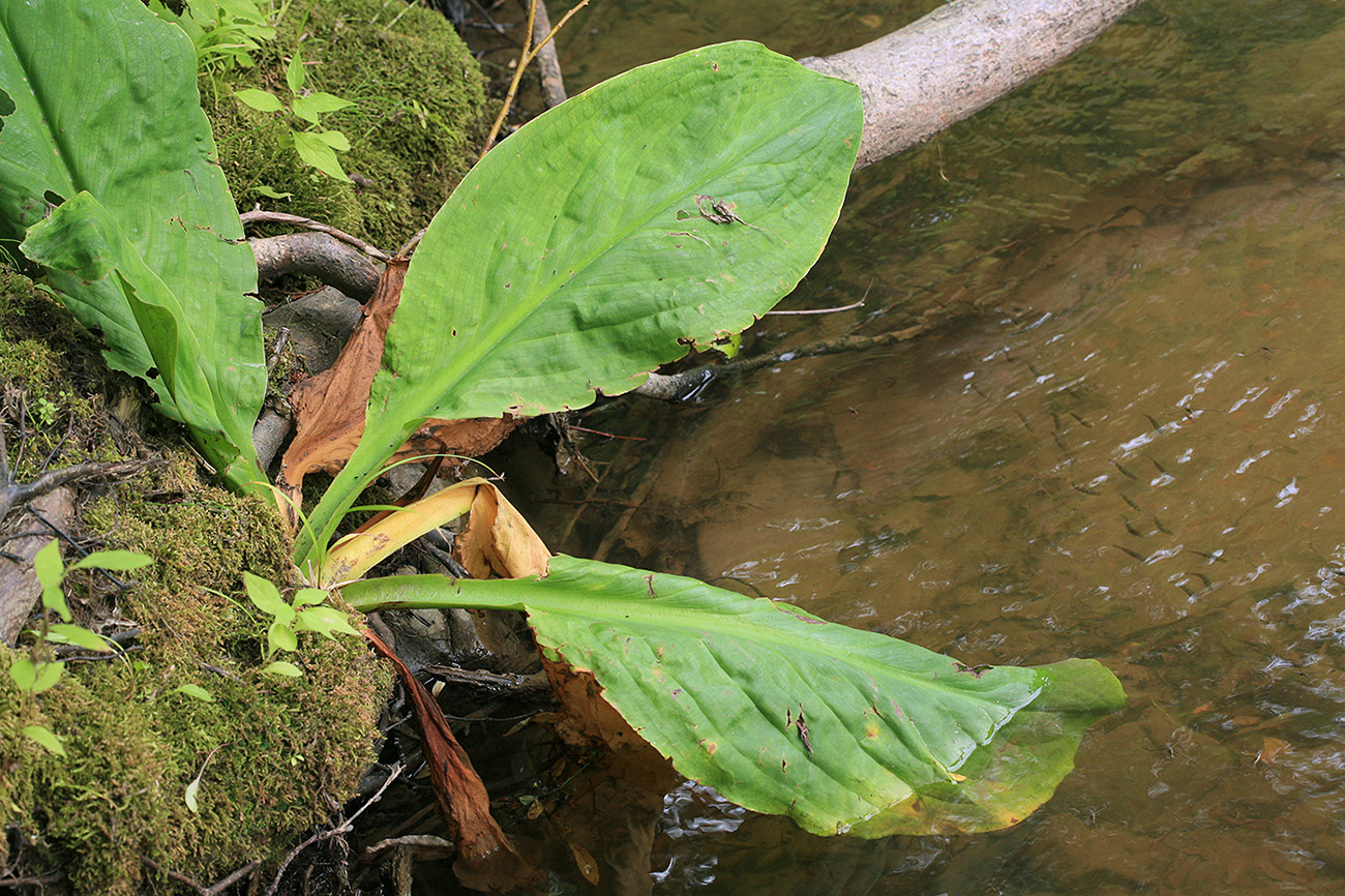 Image of Lysichiton camtschatcensis specimen.