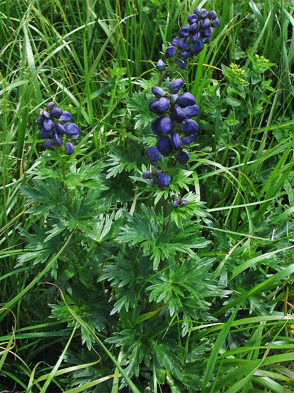 Изображение особи Aconitum firmum.