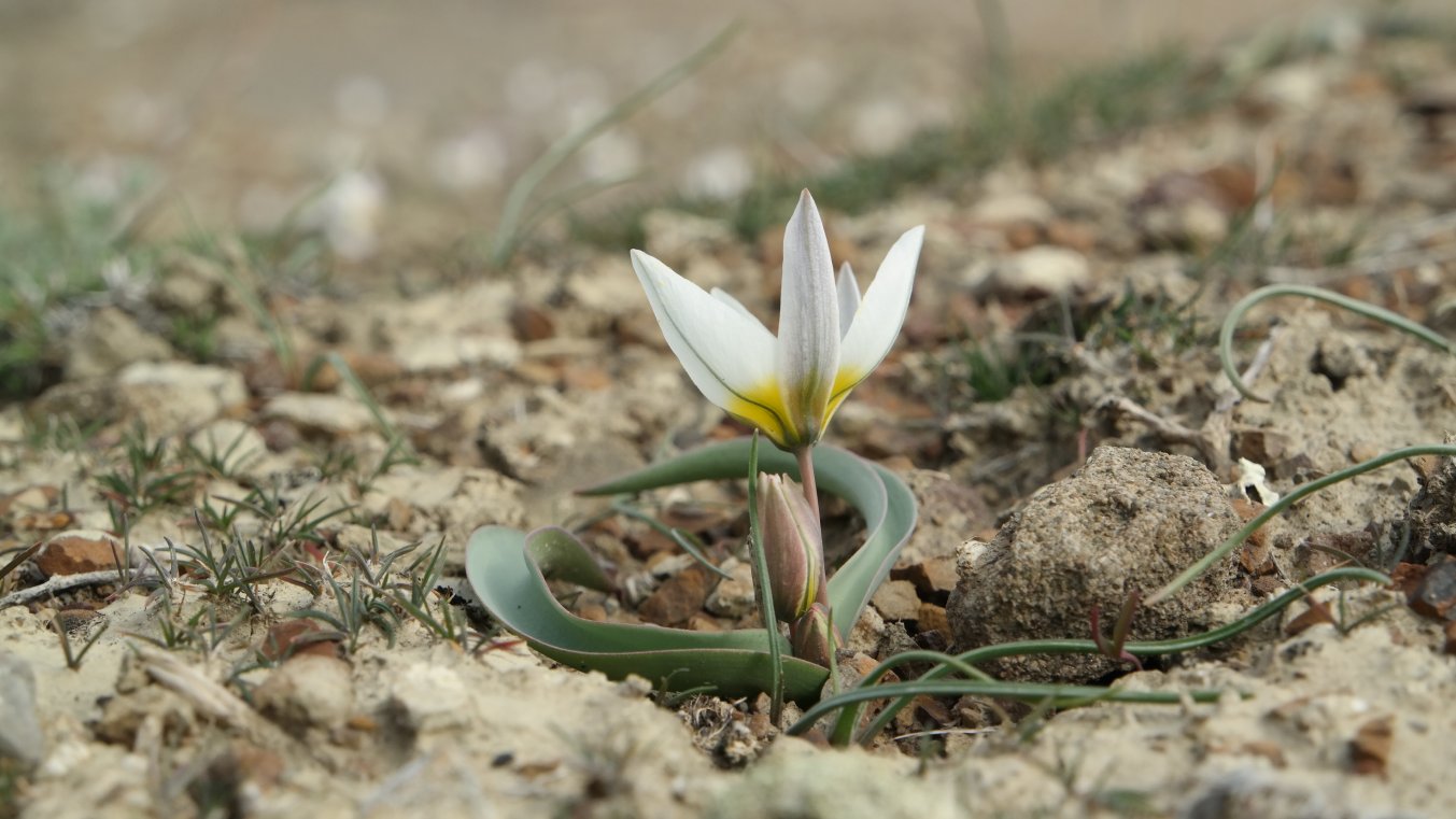 Изображение особи Tulipa biflora.