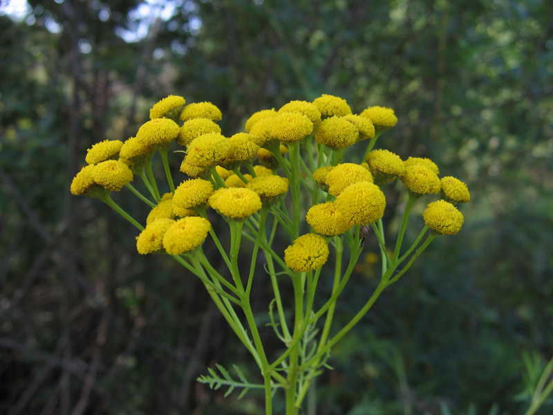 Изображение особи Tanacetum vulgare.