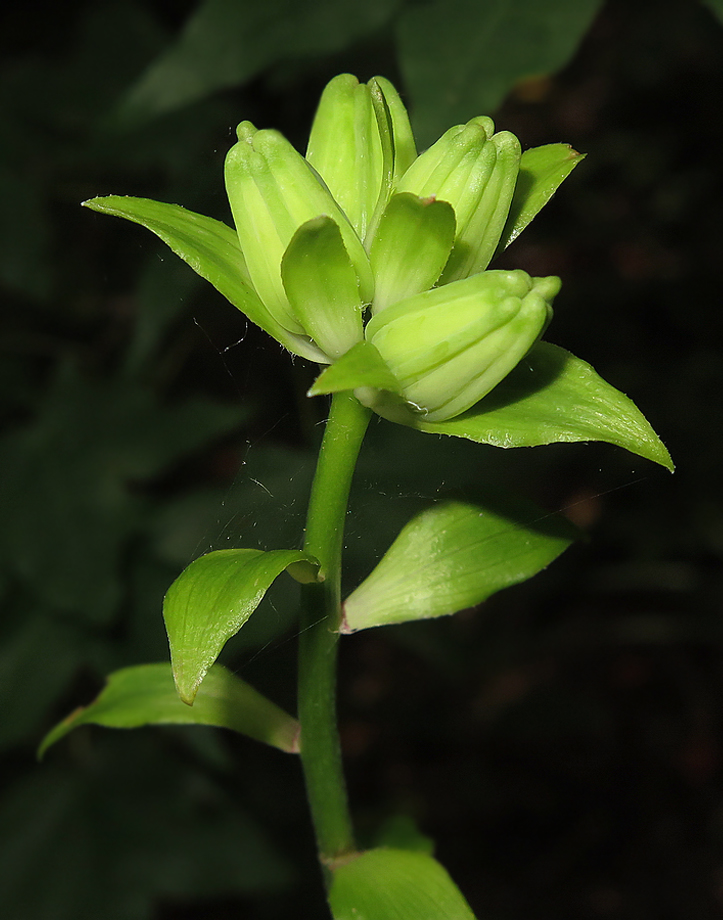 Изображение особи Lilium distichum.