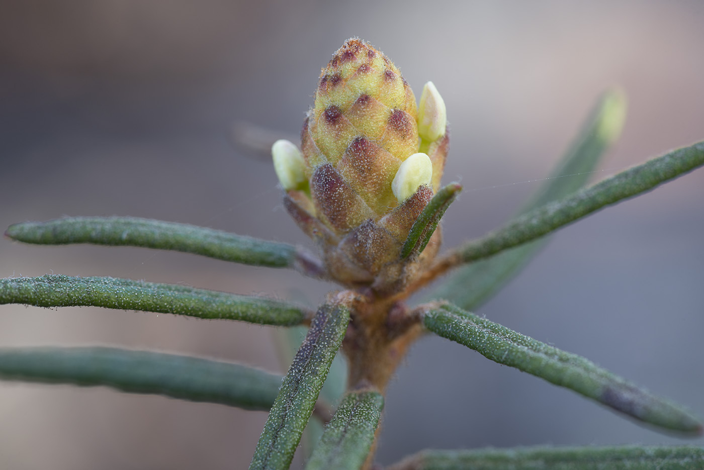 Image of Ledum palustre specimen.