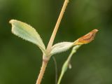 Holosteum umbellatum