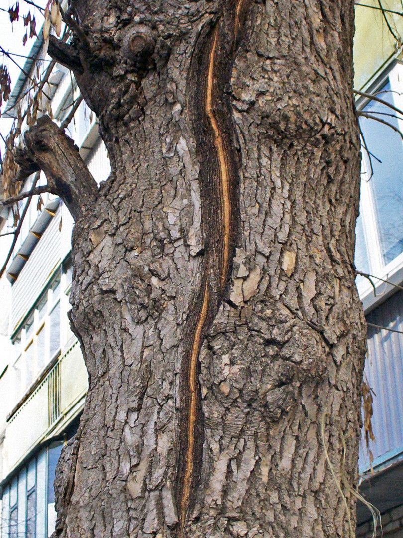 Изображение особи Fraxinus pennsylvanica.