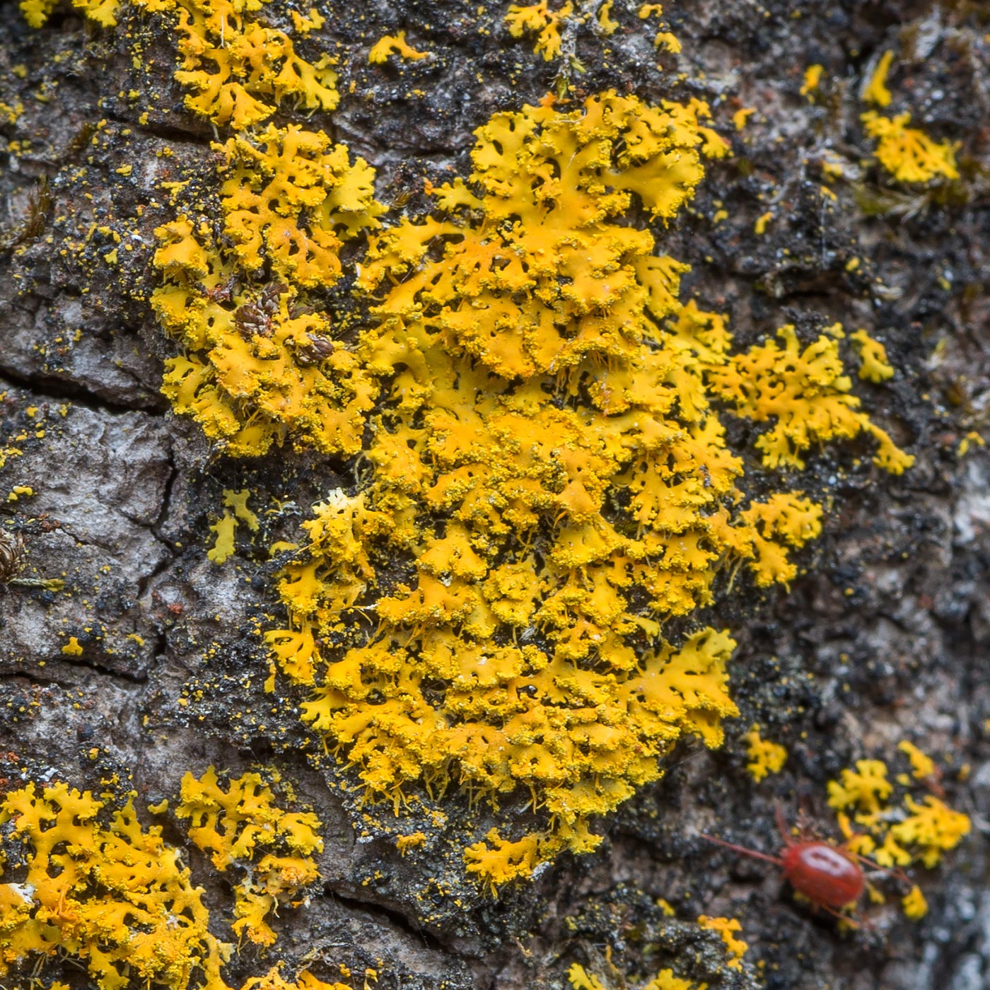 Image of Oxneria ulophyllodes specimen.