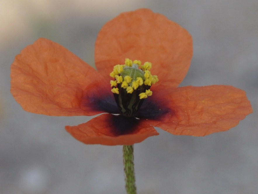 Image of Papaver nigrotinctum specimen.