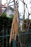 Corylus avellana