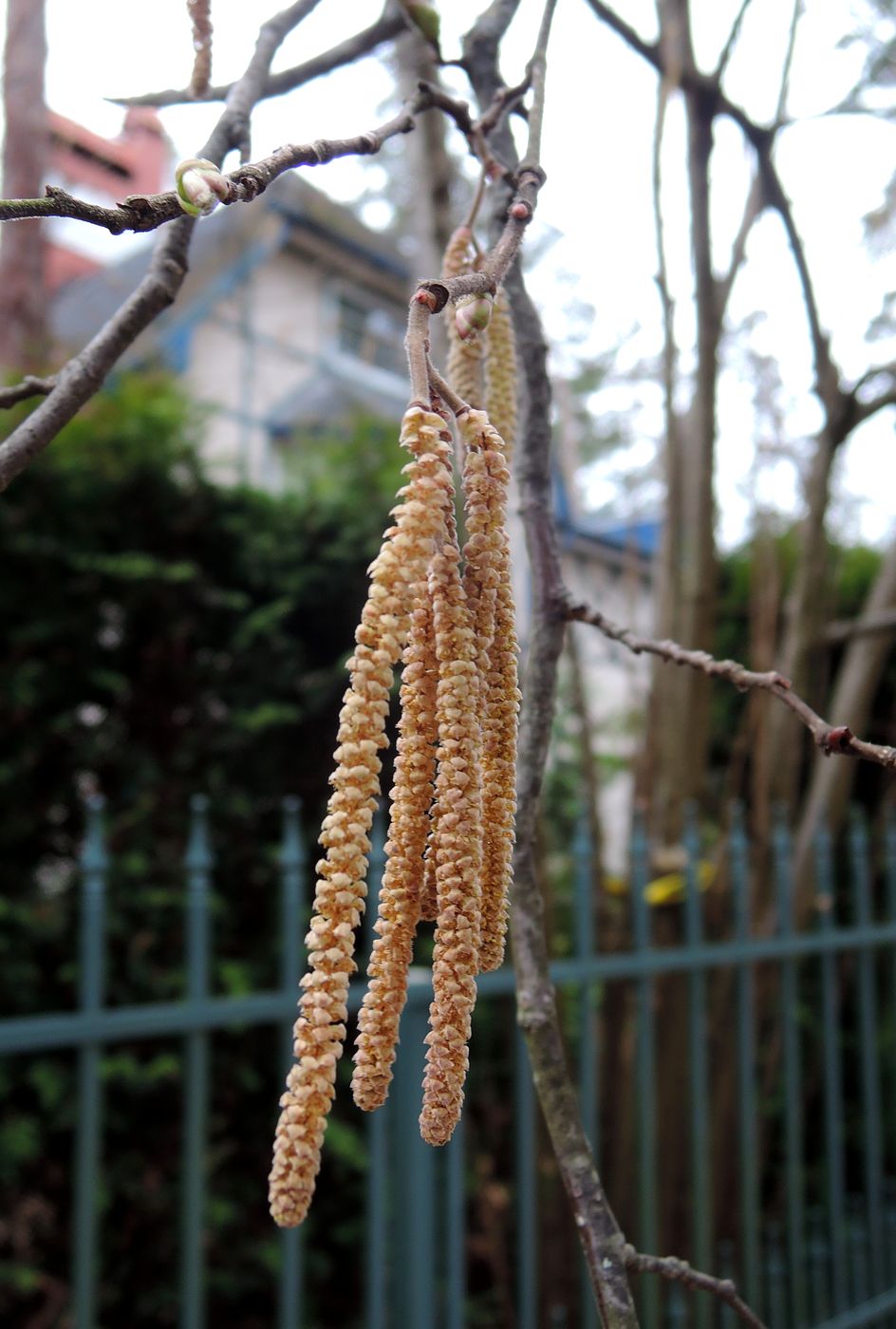 Image of Corylus avellana specimen.