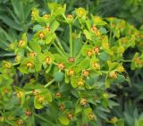 Euphorbia rigida. Часть соцветия с завязавшимися плодами. Грузия, г. Тбилиси, Центральный ботанический сад АН Грузии. 23.04.2017.