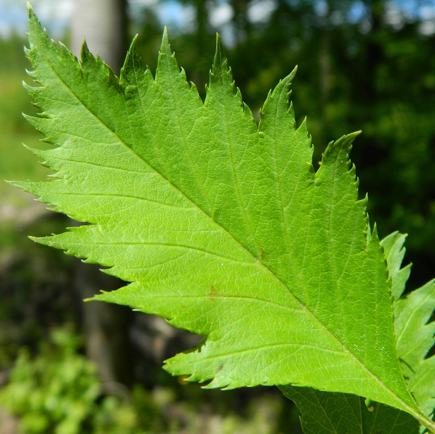 Изображение особи род Crataegus.