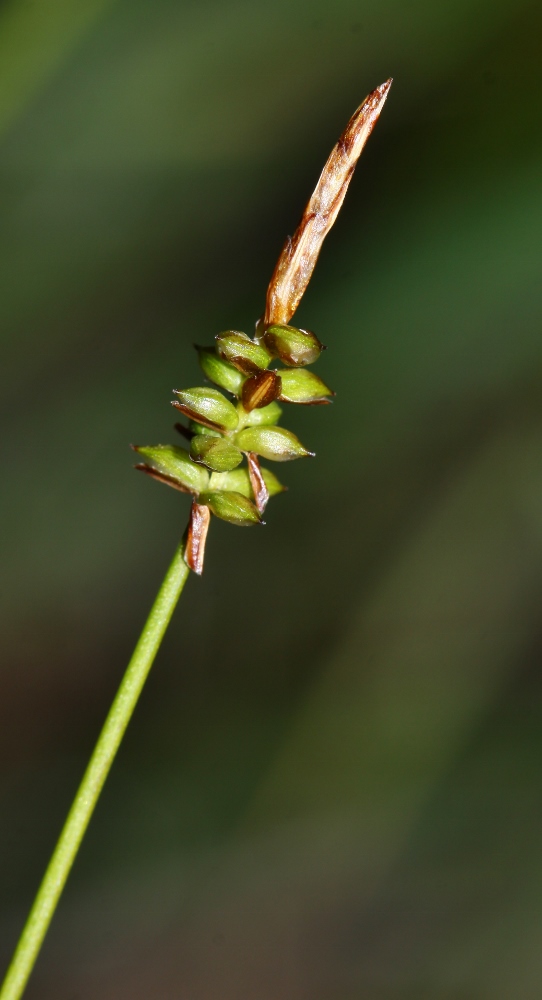 Изображение особи Carex jankowskii.
