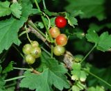 genus Ribes