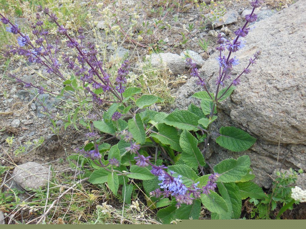 Изображение особи Salvia verticillata.
