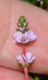 Rotala wallichii