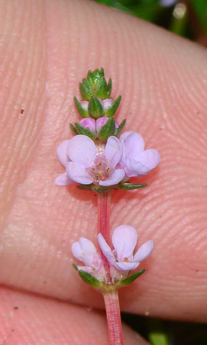 Image of Rotala wallichii specimen.