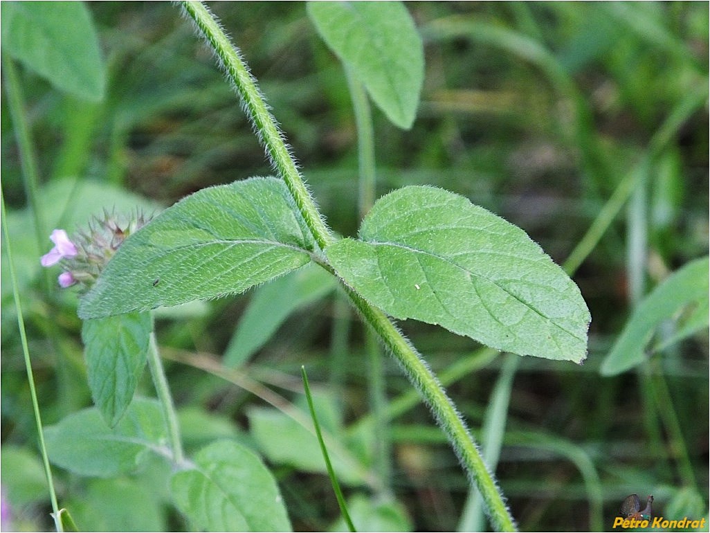 Image of Clinopodium vulgare specimen.