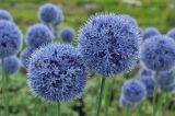 Allium caeruleum