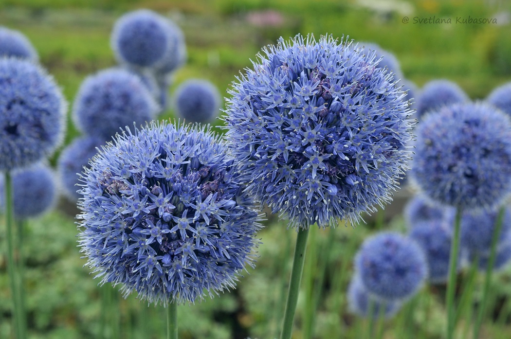 Image of Allium caeruleum specimen.