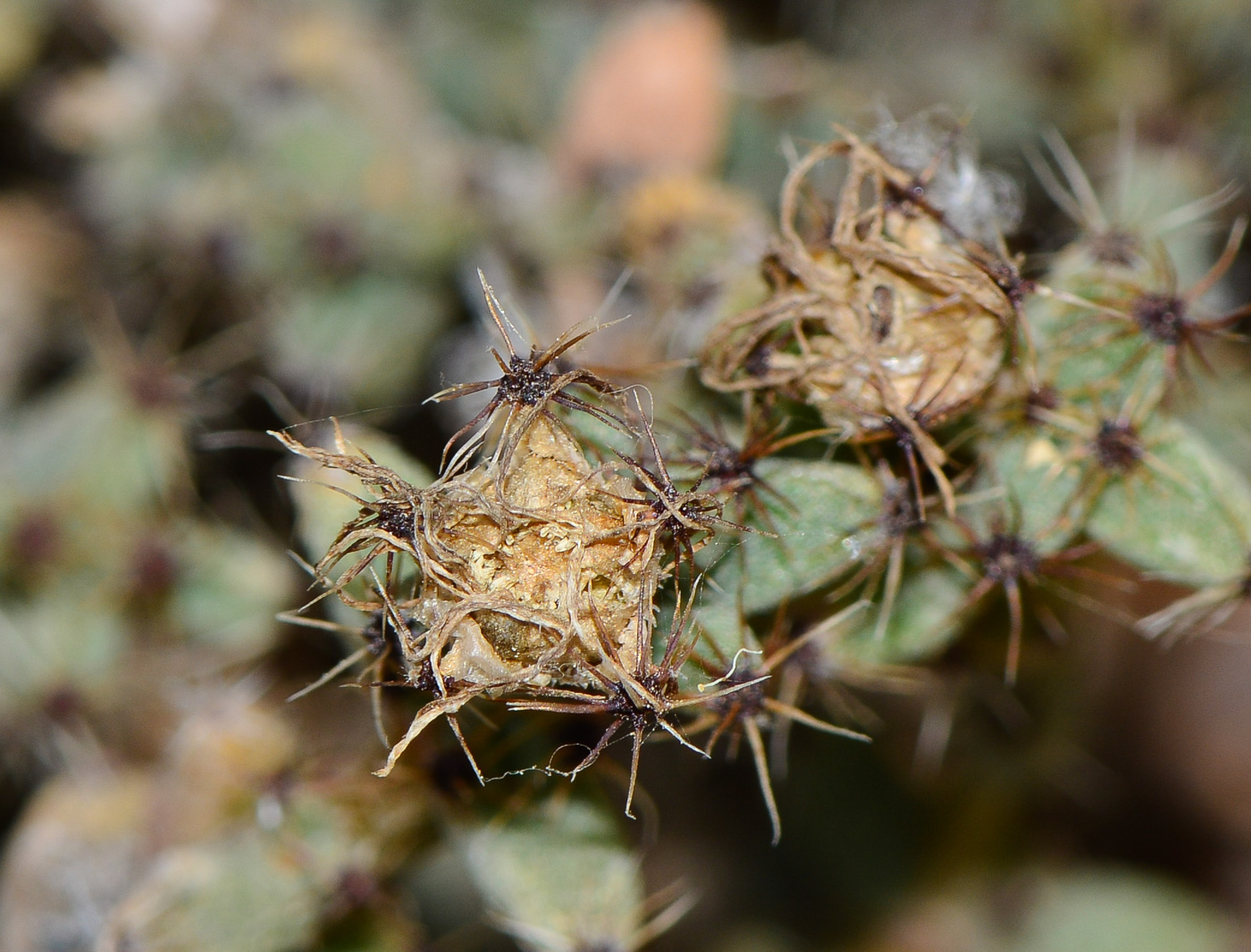 Image of genus Trichodiadema specimen.