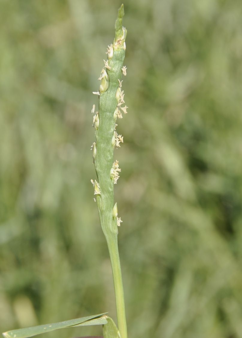 Image of Stenotaphrum secundatum specimen.