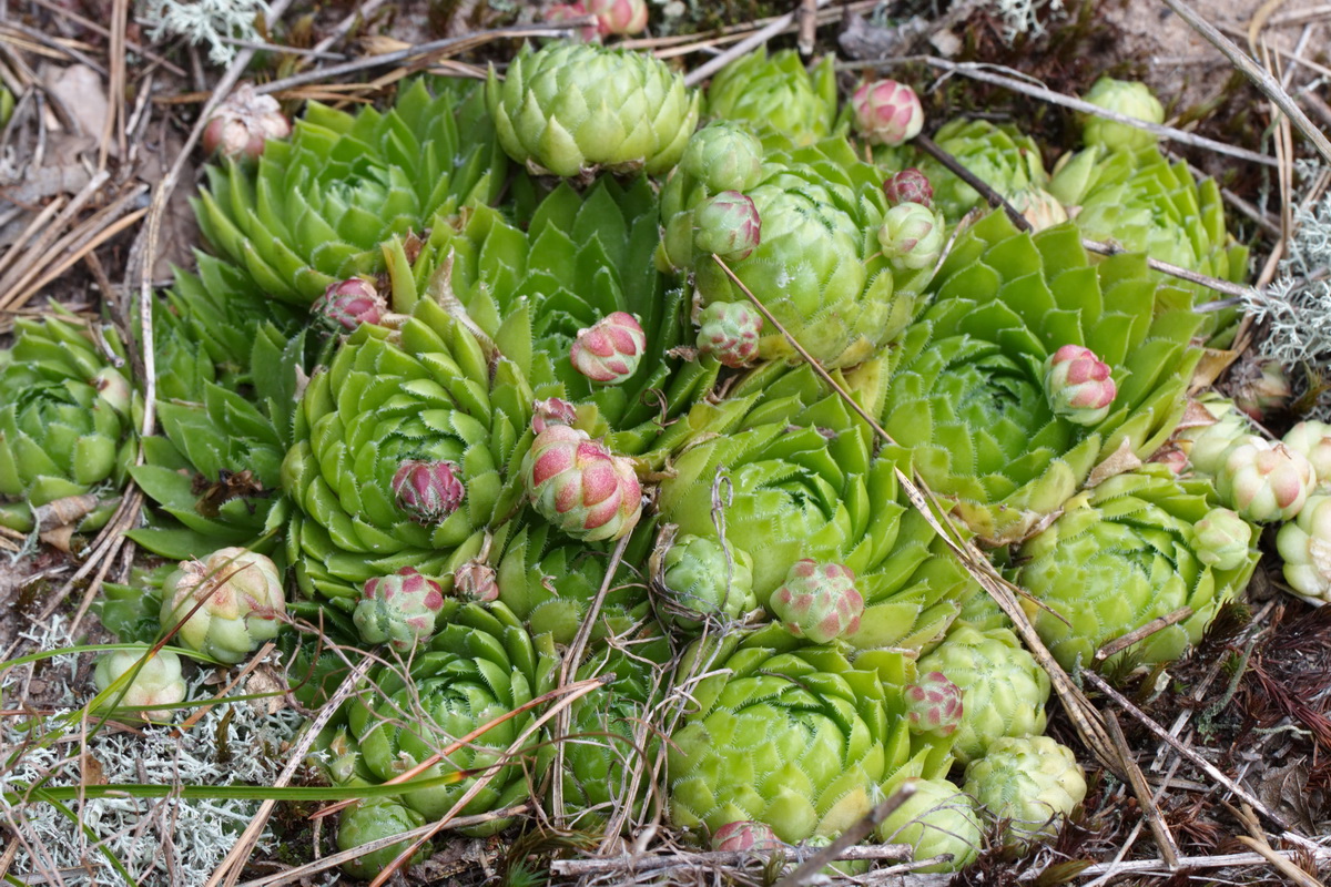 Изображение особи Jovibarba globifera.