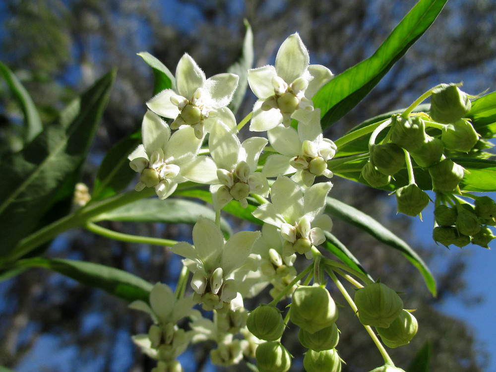 Image of Gomphocarpus physocarpus specimen.