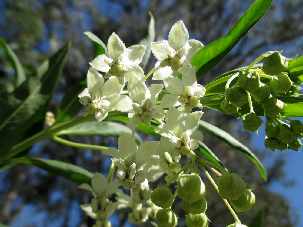 Изображение особи Gomphocarpus physocarpus.