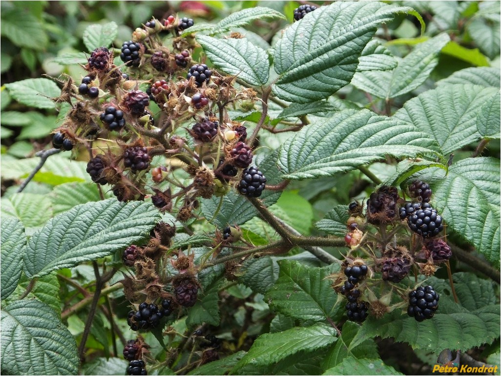 Image of Rubus serpens specimen.