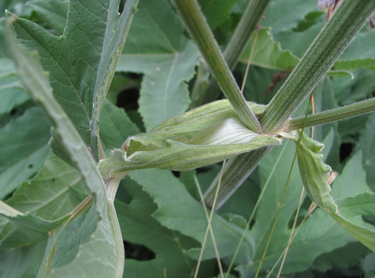 Image of Heracleum freynianum specimen.