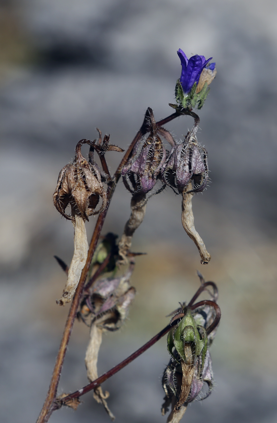 Image of Campanula taurica specimen.