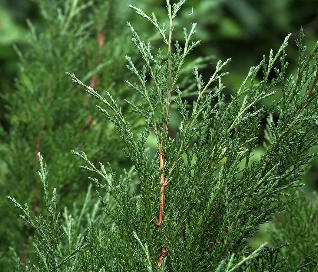 Изображение особи Juniperus scopulorum.