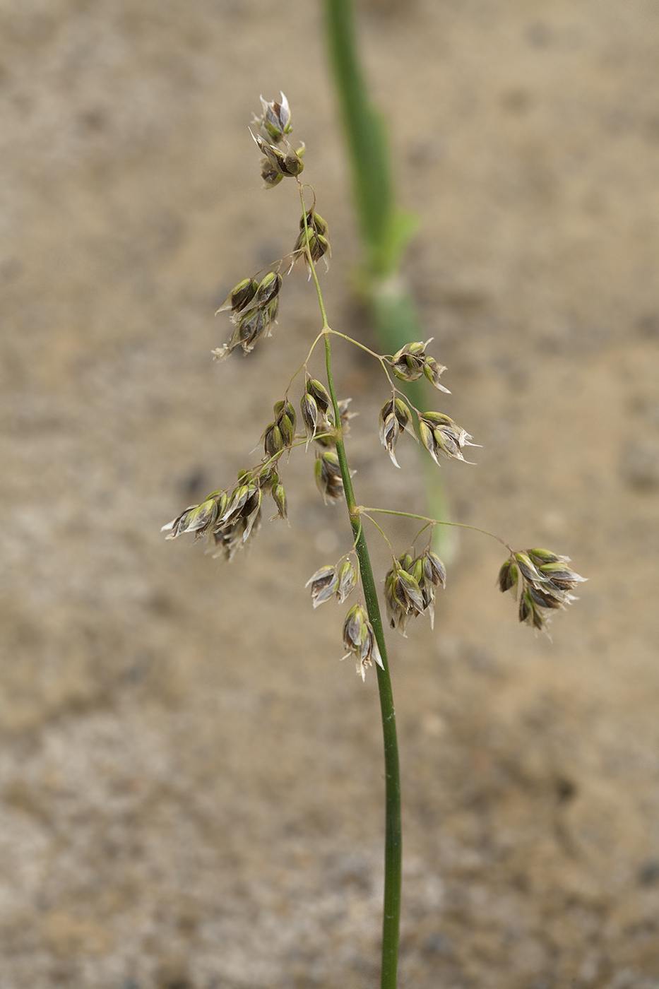 Image of Hierochloe sachalinensis specimen.