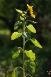Helianthus annuus. Верхняя часть цветущего растения. Ленинградская обл., Всеволожский р-н, окр. пос. Куйвози, садоводство, в культуре. 23.09.2017.