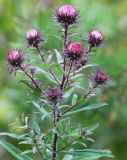 Symphyotrichum novae-angliae