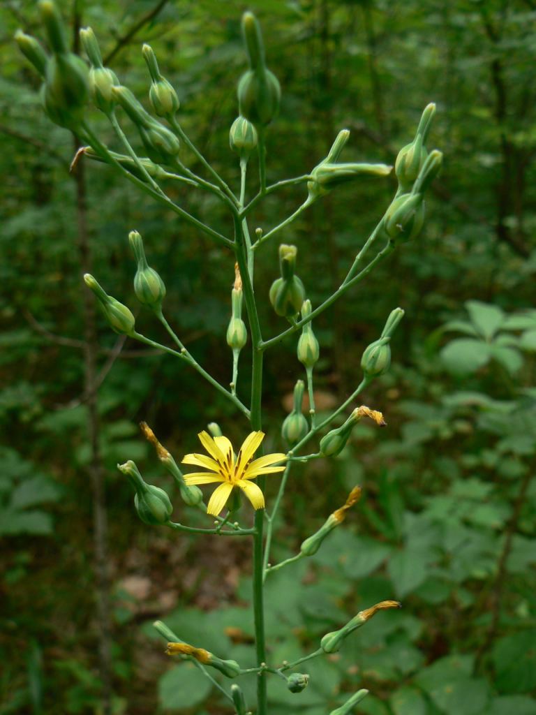 Изображение особи Lactuca triangulata.