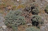 Onobrychis echidna. Отцветающее растение. Таджикистан, Фанские горы, перевал Лаудан, ≈ 3600 м н.у.м., сухой склон. 04.08.2017.