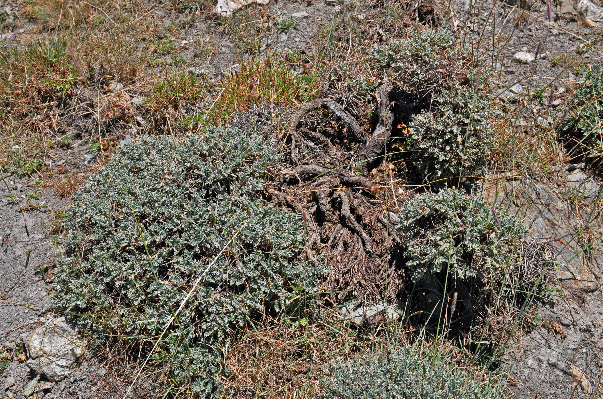 Image of Onobrychis echidna specimen.