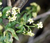 Rubia cordifolia. Верхушка цветущего побега с кормящимися тлями(?). Бурятия, окр. пгт Гусиноозерск, песчаная сухая степь. 11.07.2014.