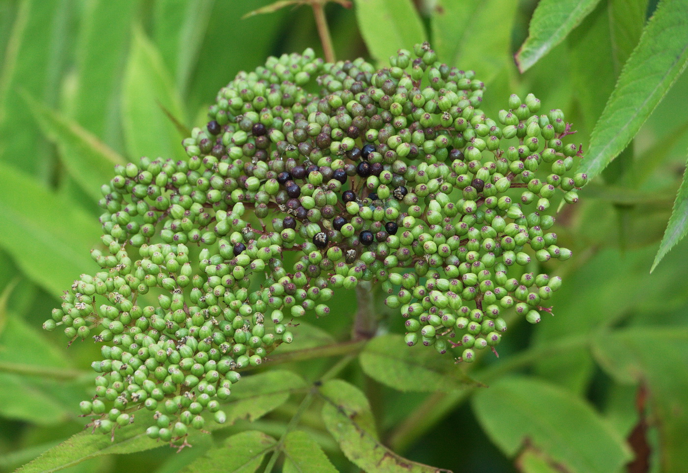 Изображение особи Sambucus ebulus.