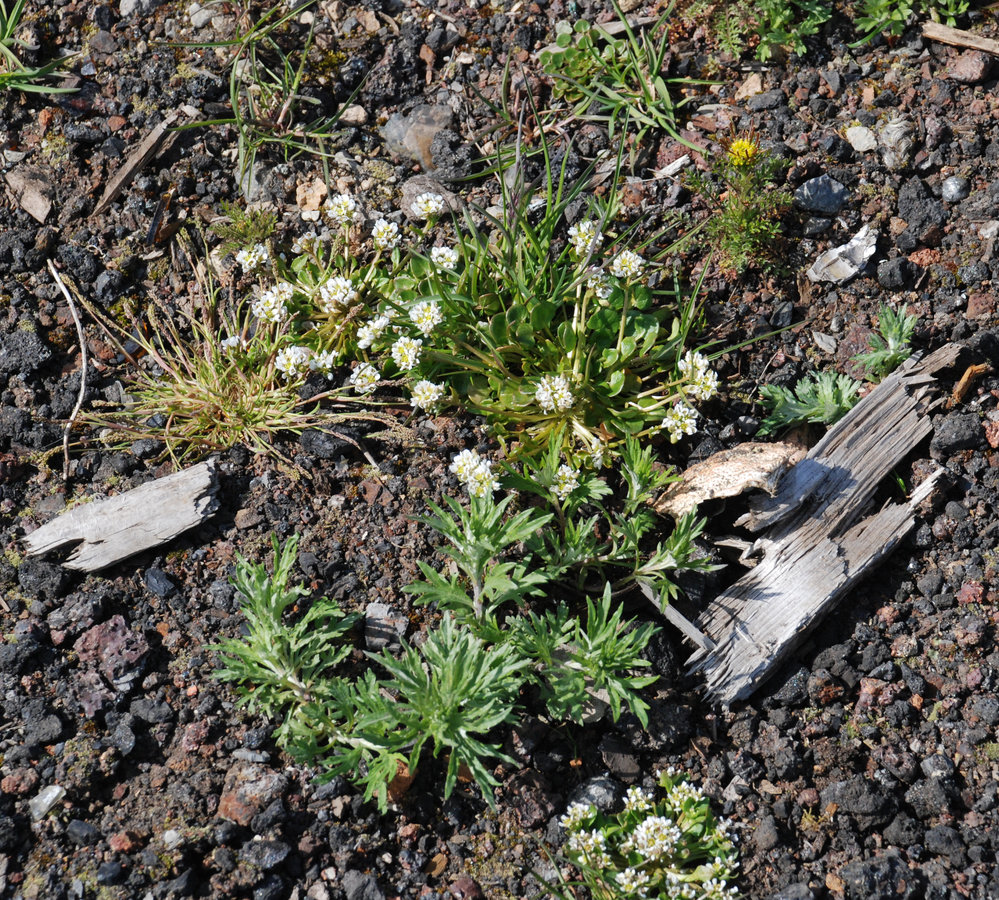 Image of Cochlearia groenlandica specimen.