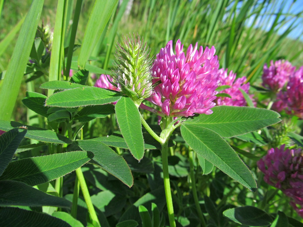 Изображение особи Trifolium medium.