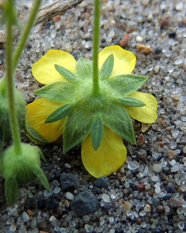 Изображение особи род Potentilla.