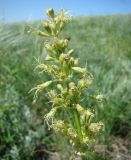 Silene chersonensis