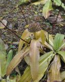 Gentiana crassicaulis