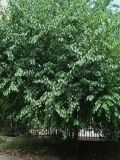 Maclura pomifera. Часть кроны. Краснодарский край, г. Сочи, Лазаревский р-н, пос. Дагомыс, в культуре. 14.08.2017.