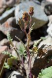 Senecio thianschanicus